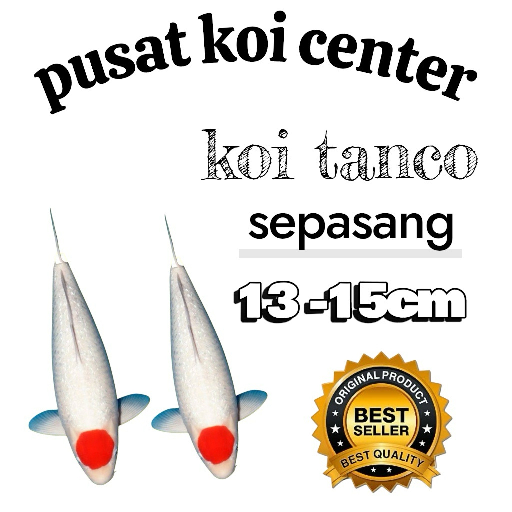 isi 2 ekor koi blitar tanco berkualias grade A