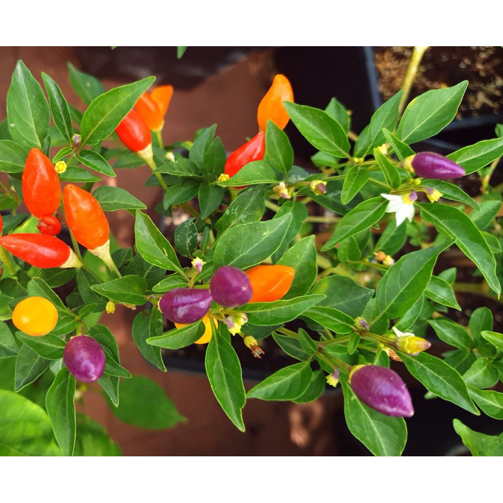 Benih Bibit Cabe Hias / Unik NUMEX TWILIGHT cabe Warna - Warni, Cabe Tumpuk, CABE PELANGI, Cabe Rain