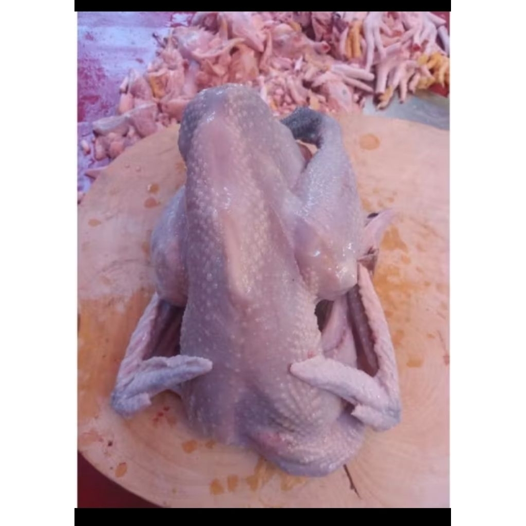 Ayam Kampung Segar 1 Ekor ±800gr – 1kg