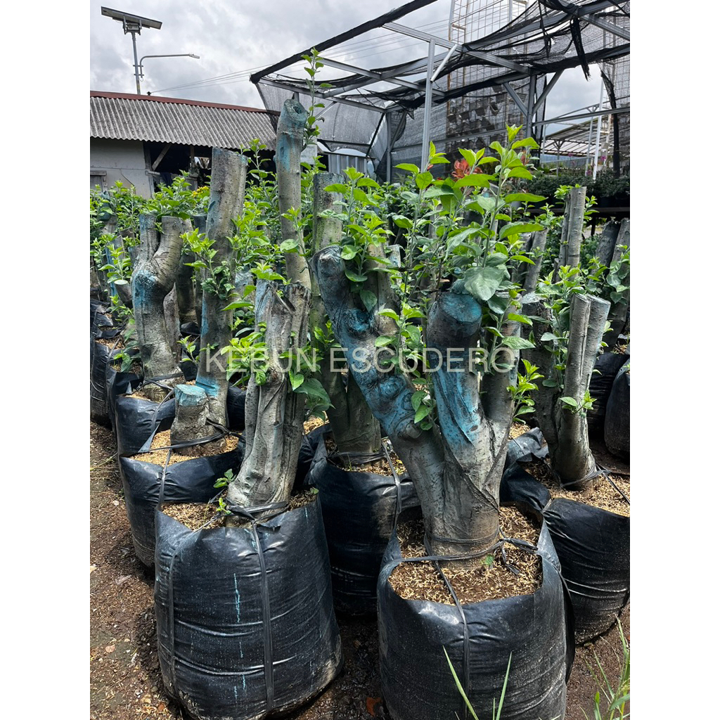 Dongkel Super Jumbo Apel Anna Mudah Berbuah - Dongkel Extra Jumbo Tanaman Buah Apel Anna - Dongkel A