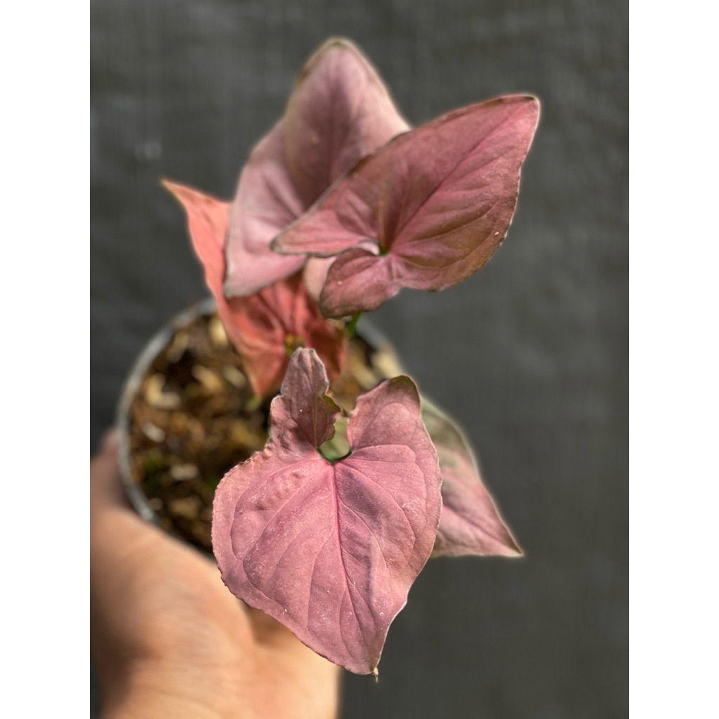 Syngonium pink perfection