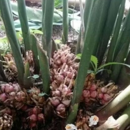 Bibit kapolaga hibrida superr