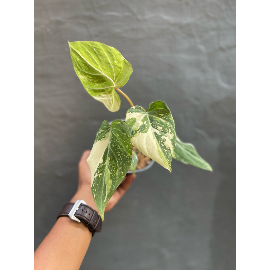 Philodendron Gloriosum Varigata