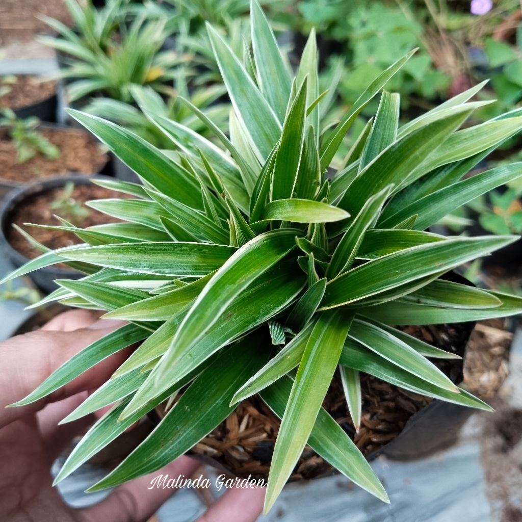 Bunga lili paris murah / lily paris