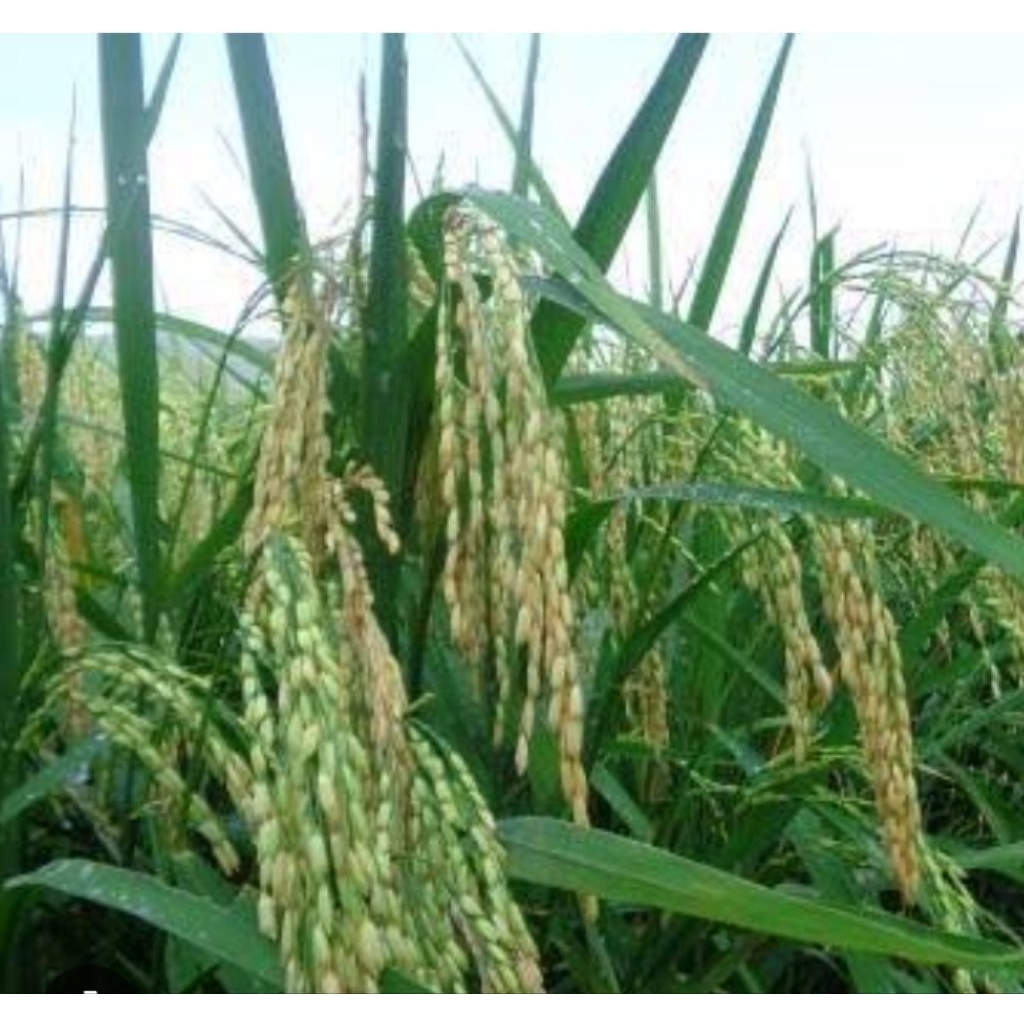 Benih padi unggul TRISAKTI 5Kg