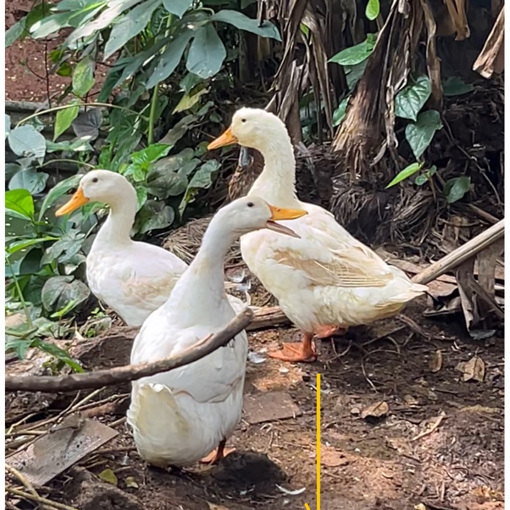 Bebek Peking Super Hidup 2kg+