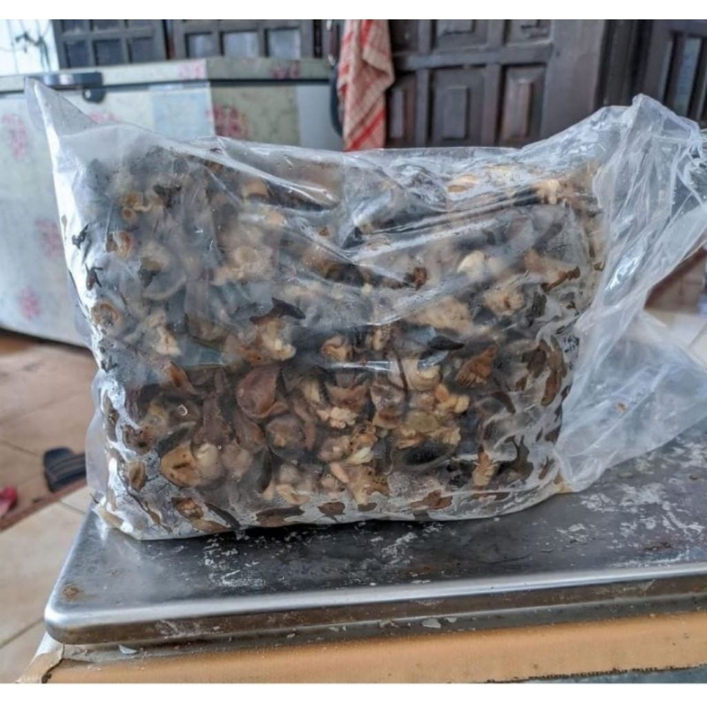 bekicot mentah siap olah 1kilogram