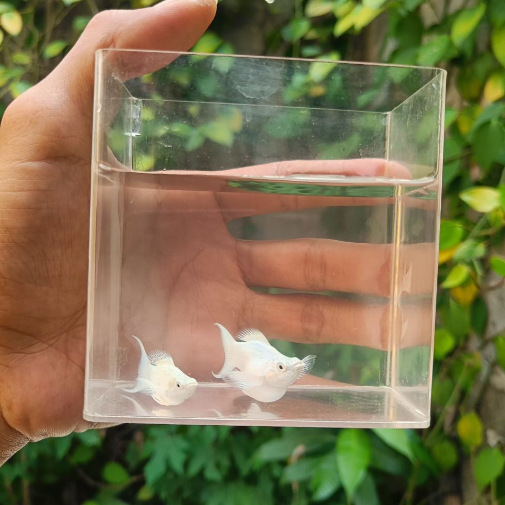 Hiasan akuarium Molly Balon Platinum Lyretail Remaja