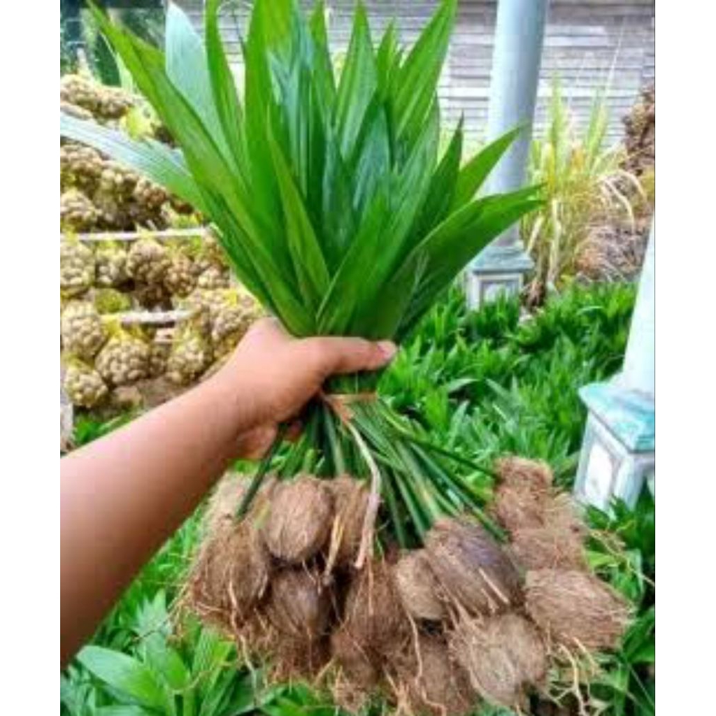 bibit pinang muda asli/tingkai