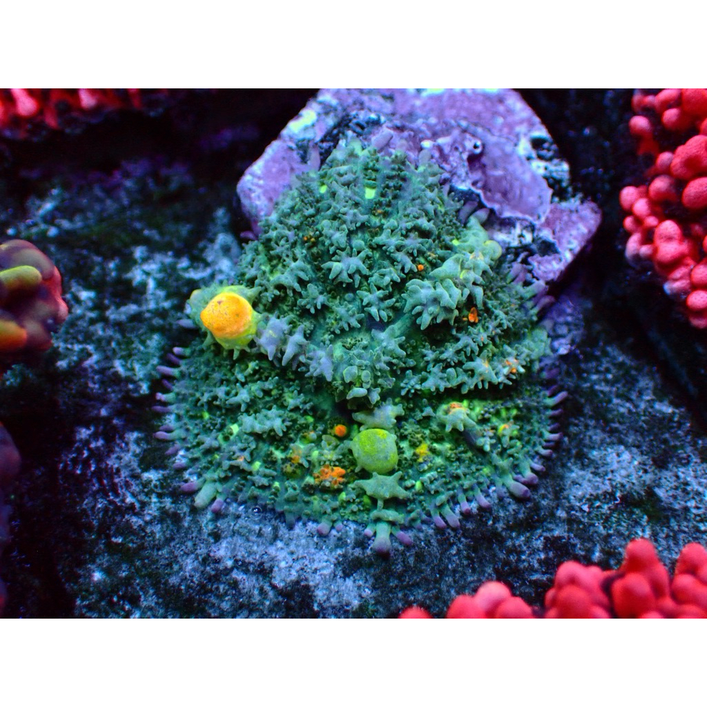 Rodactis mushroom OG Bounce hiasan aquarium