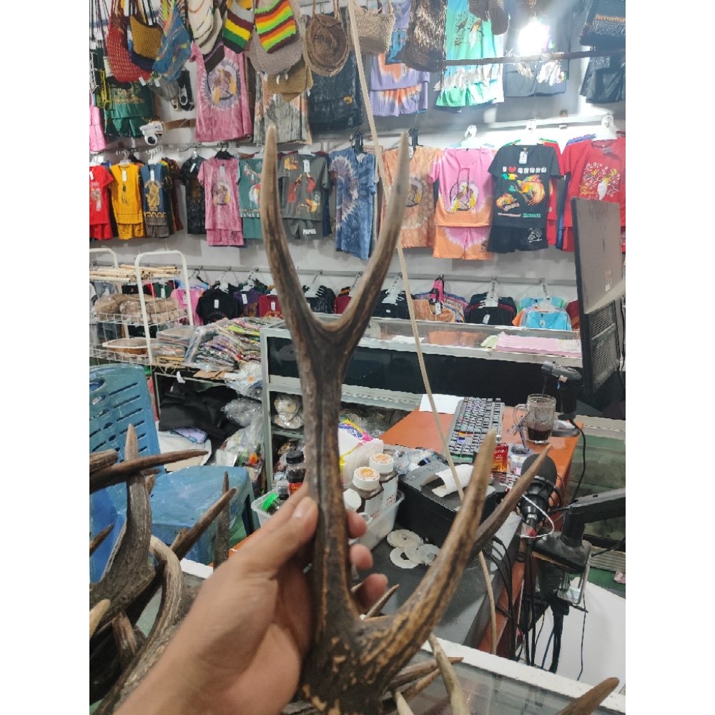 TANDUK RUSA PAPUA SATU PASANG ORIGINAL CABANG 3