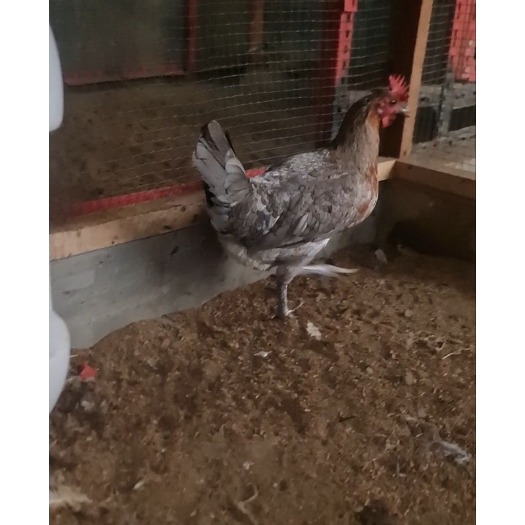 Ayam KUB Betina Usia ± 8 Bulanan | Sesuai Poto Dan Video | Baca Deskripsi Produk Sebelum Membeli