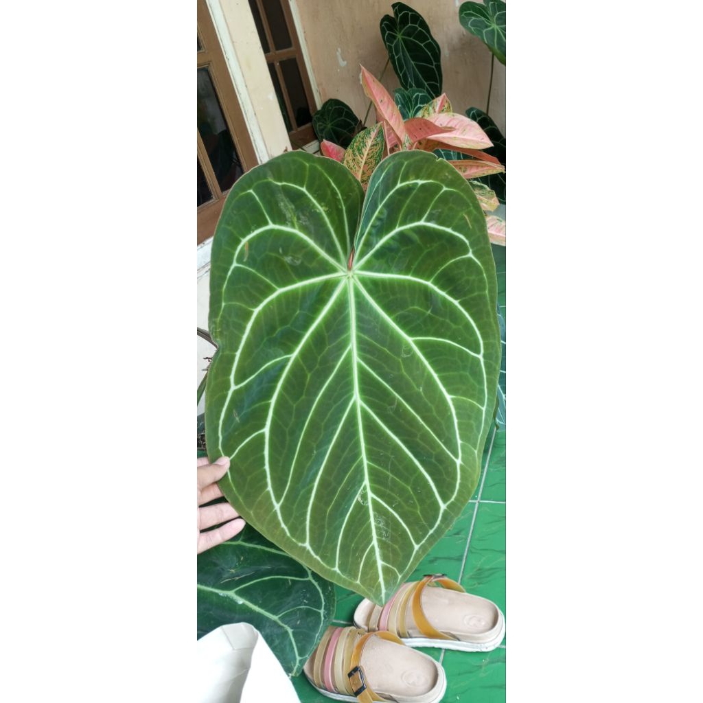 Anthurium Magnificum
