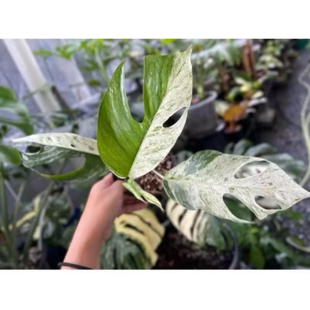 Promo Bibit Batang Epipremnum Hanoman Varigata...