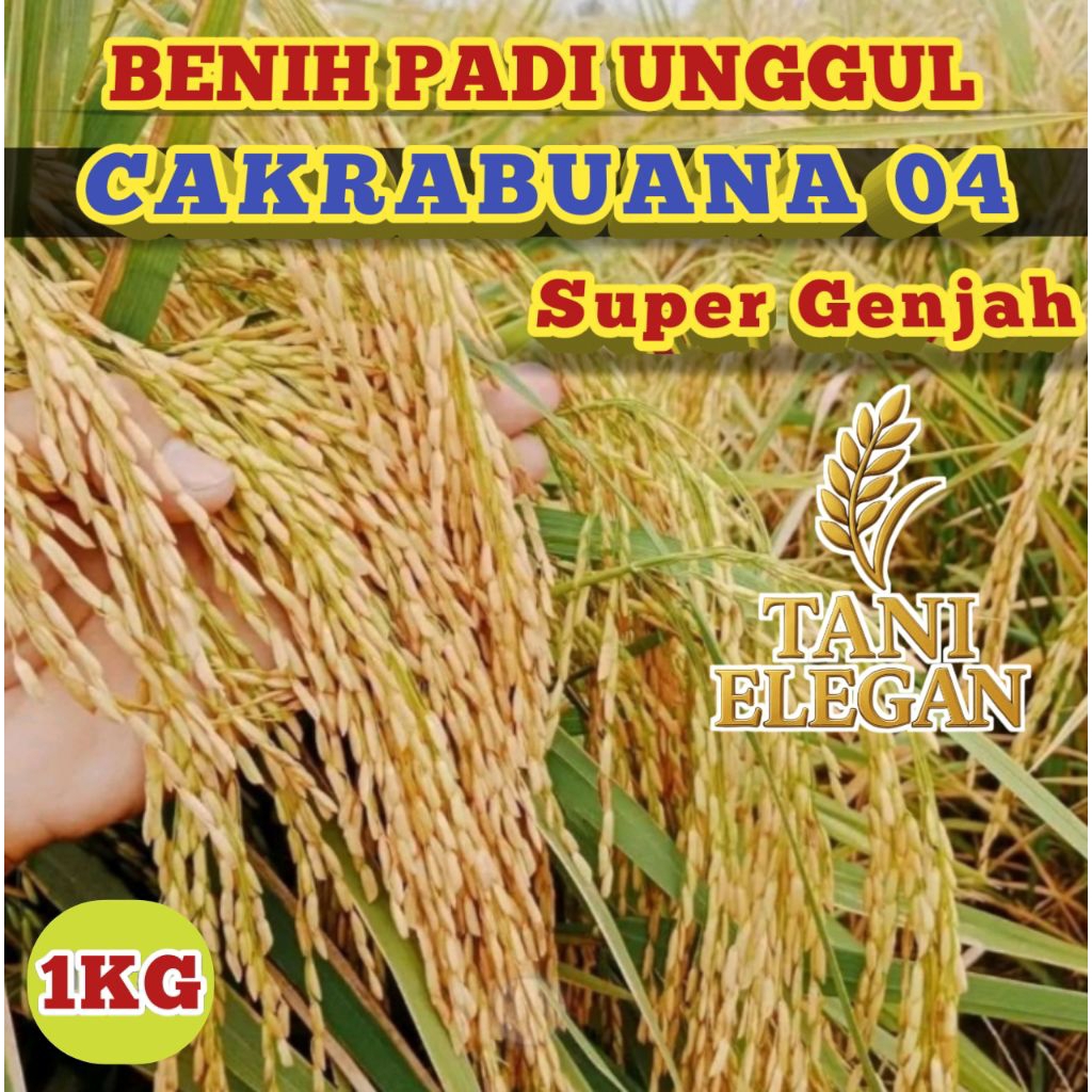 BENIH PADI UNGGUL CAKRABUANA 04 KEMASAN 1KG