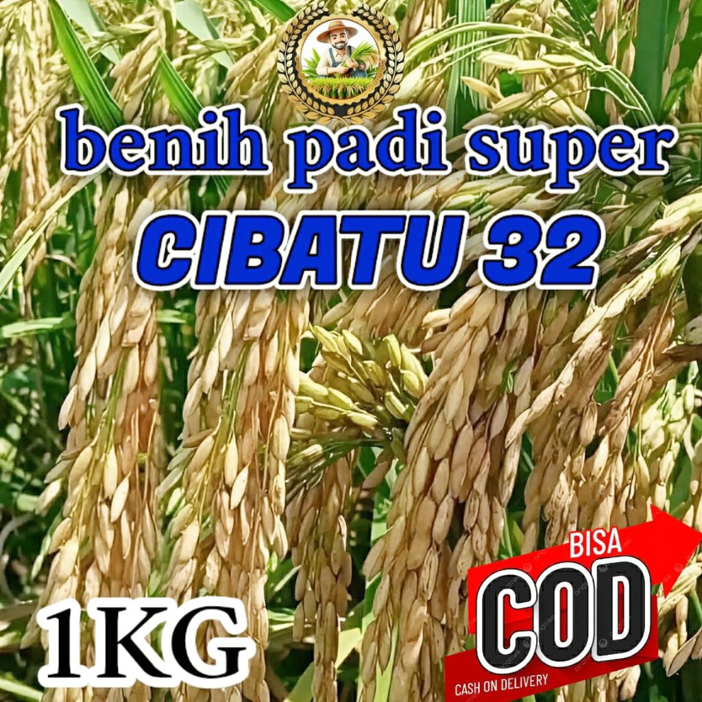 BENIH PADI (CIBATU 32) KEMASAN 1KG ORIGINAL