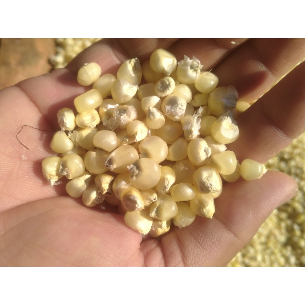 Jagung Putih pipil khas Bromo.