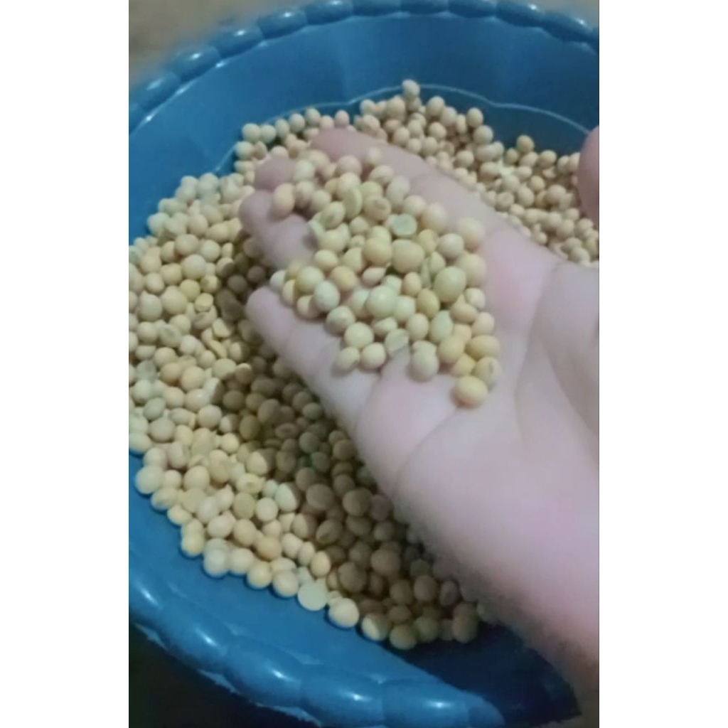 kedelai kupas termurah 500g,1000g barang berkualitas