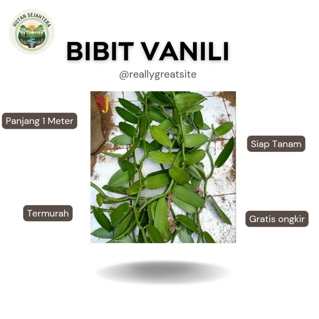 Bibit Vanili Unggul 1 Meter Bibit Vanili Stek Unggul Termurah