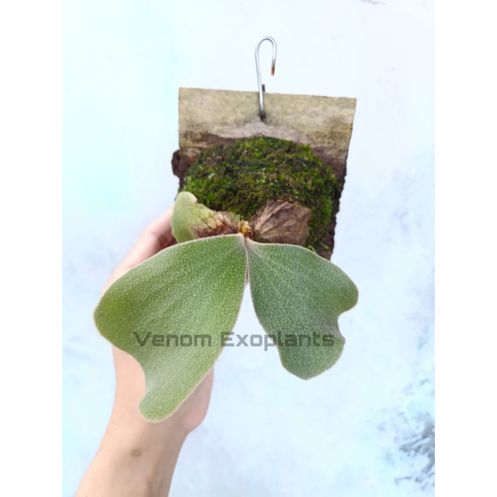 VE Platycerium andinum Ori Simbar Menjangan Tanaman Tanduk Rusa Fern Pakis Kadaka