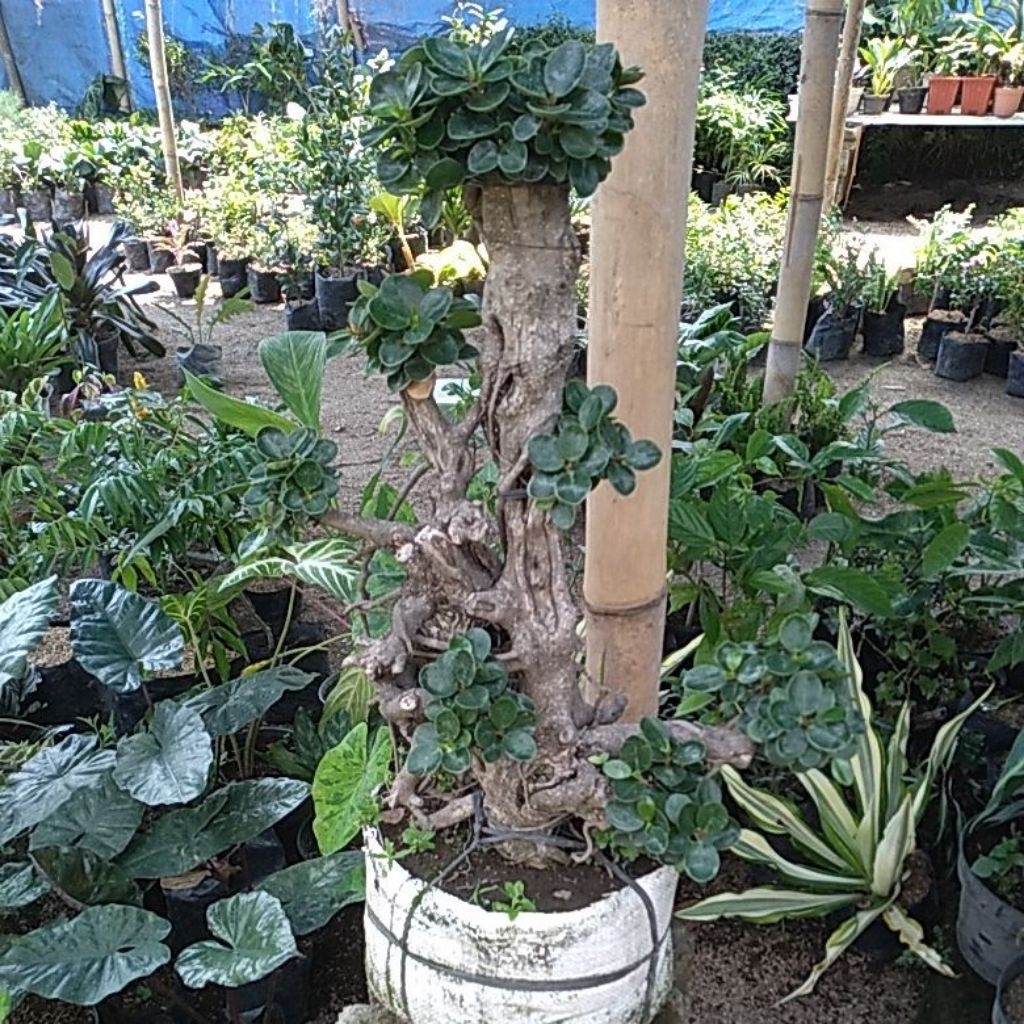 tanaman bonsai dolar batang besar