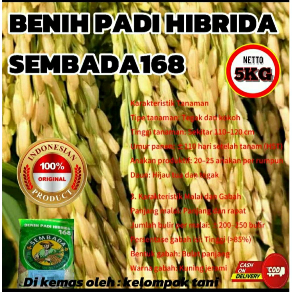 (5KG)BENIH PADI HIBRIDA SEMBADA168