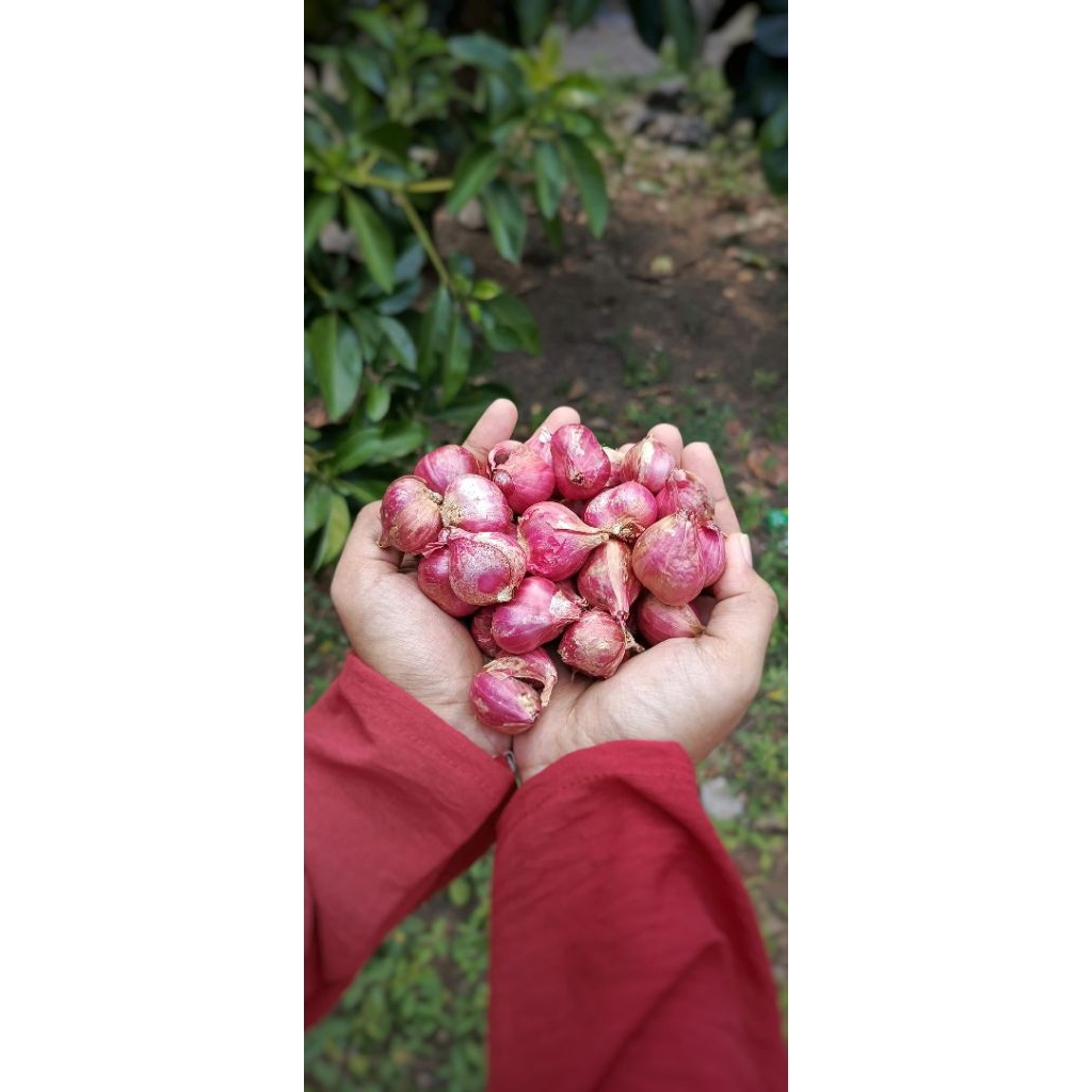 BAWANG MERAH PROBOLINGGO