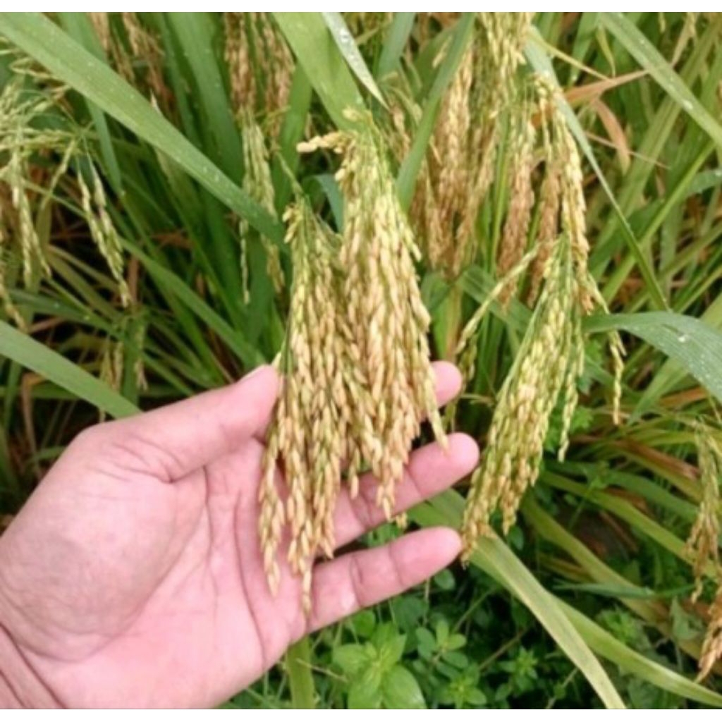 Benih padi Bibit Super Unggul Cibatu Genjah berbobot berkualitas