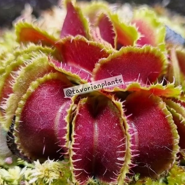 [Collector Item] Tanaman Karnivora/Pemakan Serangga Venus Fly Trap "KIM JONG IL"