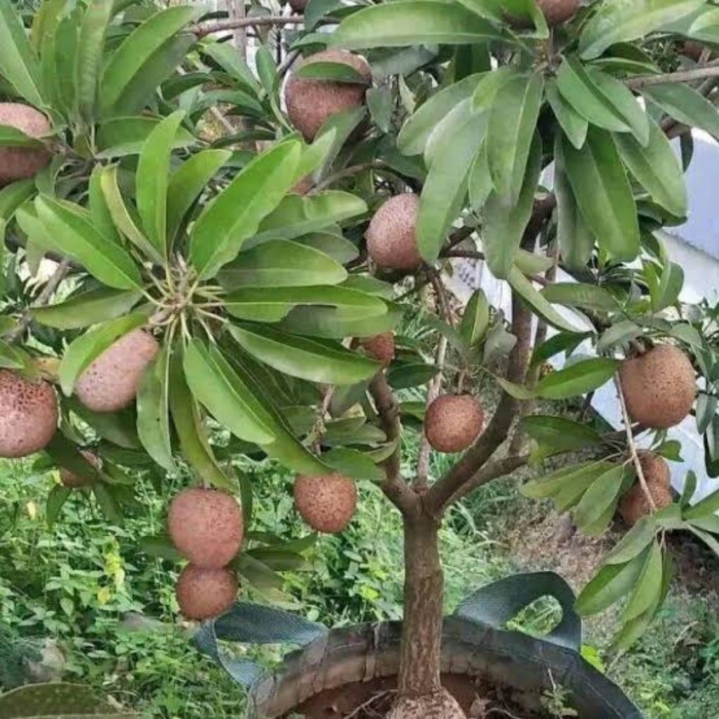 SawoBerbungaDanBerbuah