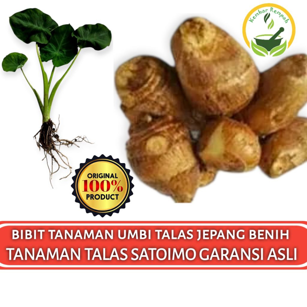 BIBIT TANAMAN UMBI TALAS JEPANG SATOIMO GARANSI ASLI SIAP TANAM