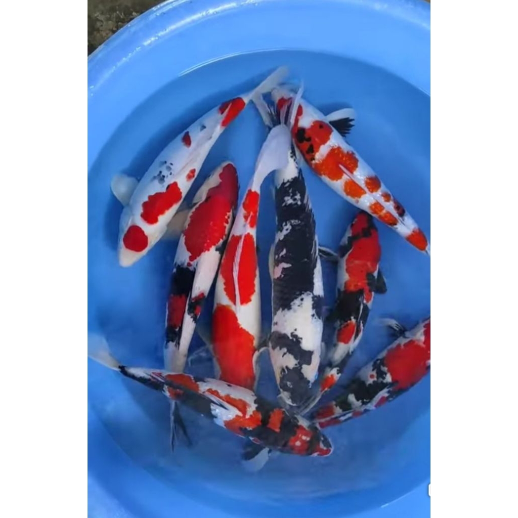 ikan koi  kohaku sanke shiro showa size 40-45cm