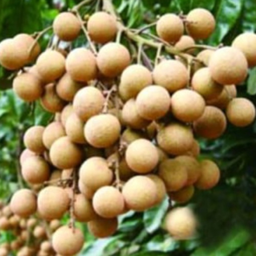 Bibit Kelengkeng Itoh Super