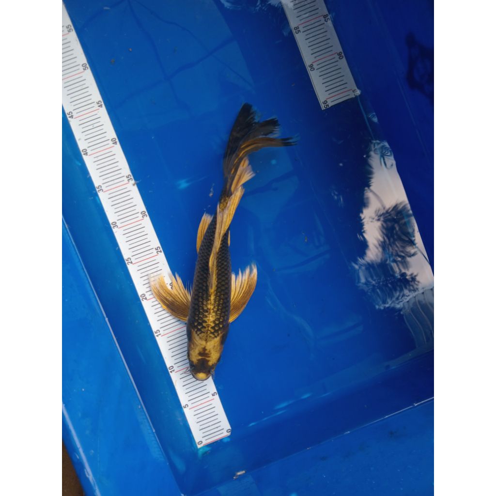 ikan koi slayer platinum ogon kabuto hariwake kin matsuba size 30-35