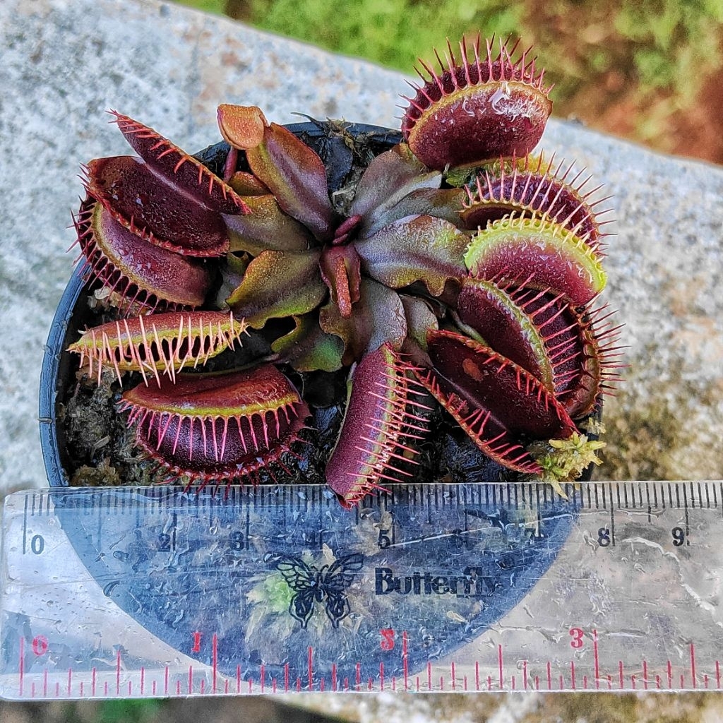 VFT no id