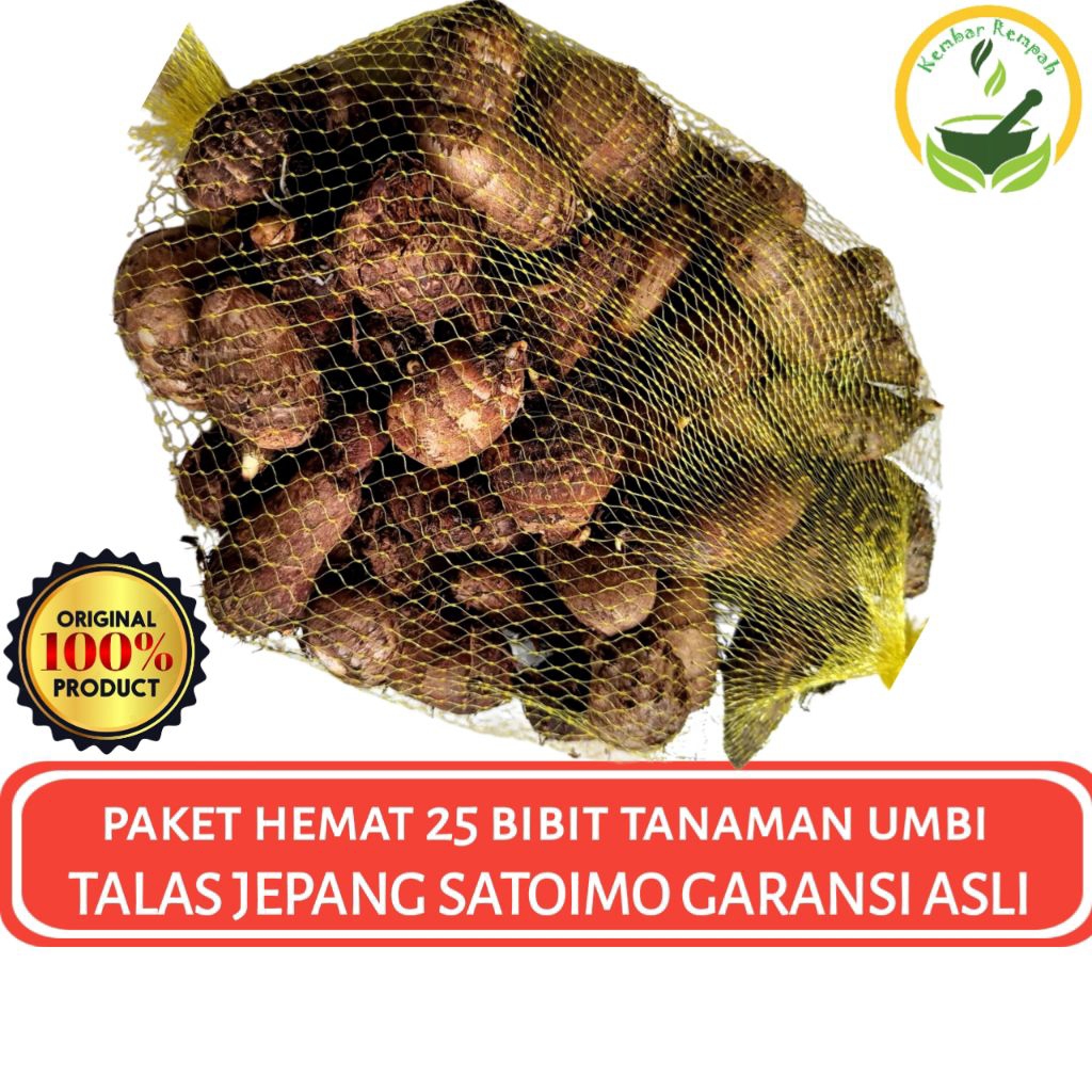 PAKET HEMAT 25 BIBIT TANAMAN UMBI TALAS JEPANG SATOIMO GARANSI ASLI SIAP TANAM