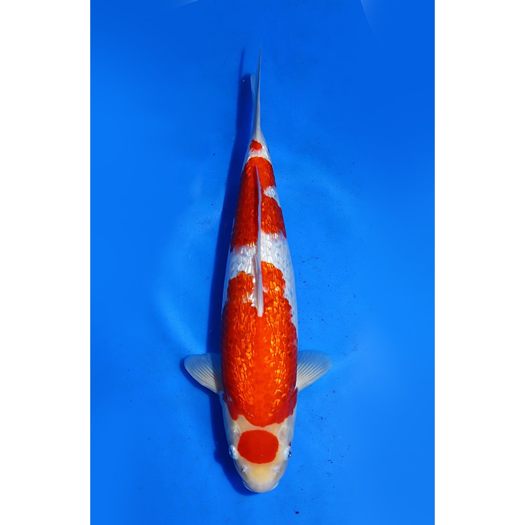 Koi Import Ginrin Kohaku Kawakami Koi Farm Size 45 bu
