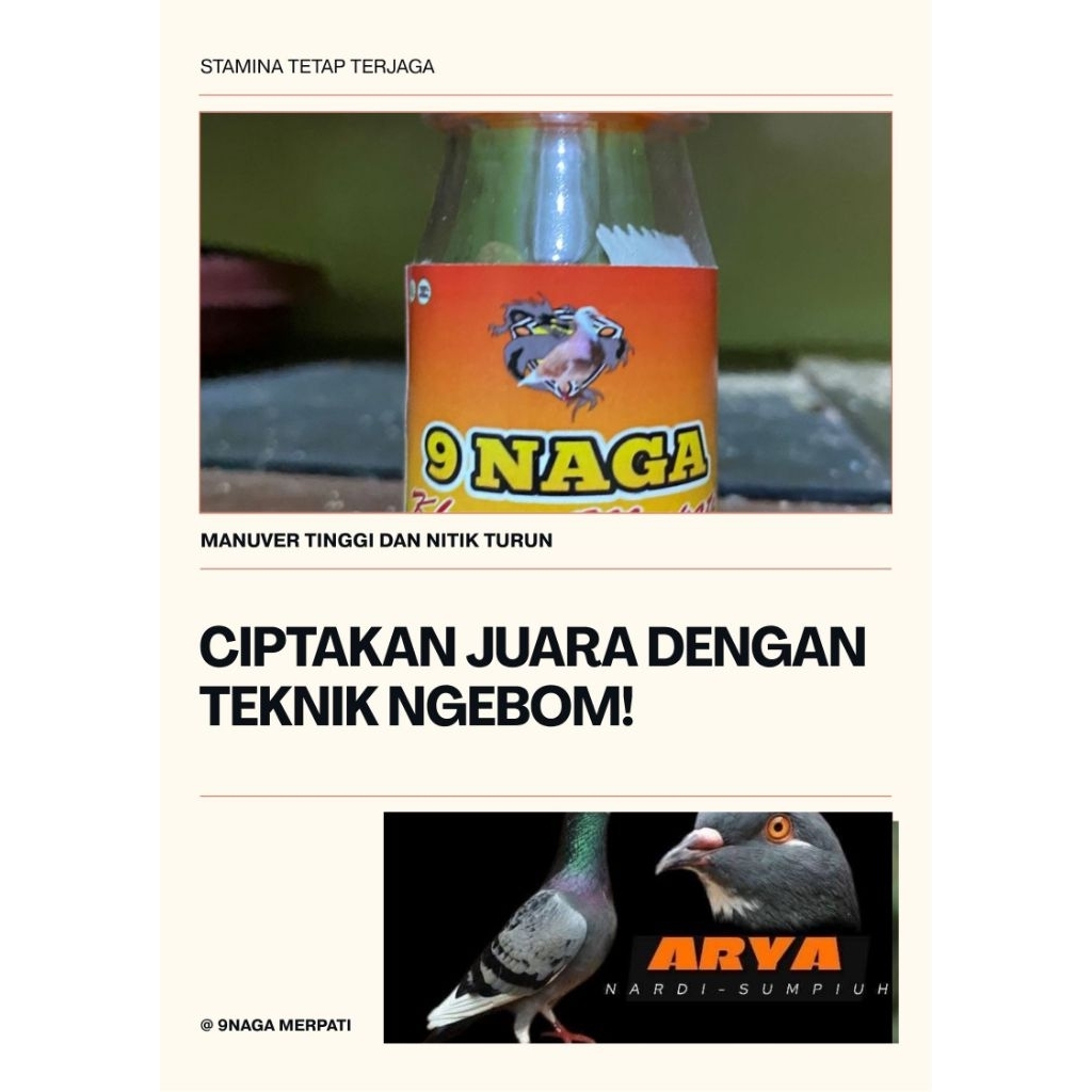 JAMU MERPATI KHUSUS MANUVER TINGGI NITIK TURUN KENCANG
