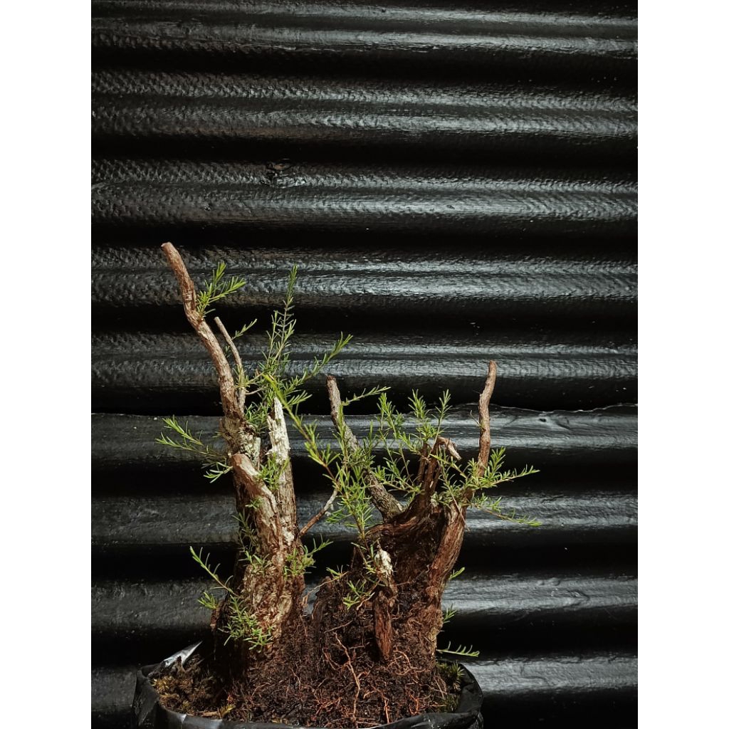 Bahan bonsai cucur atap / sapu- sapu kesan tua