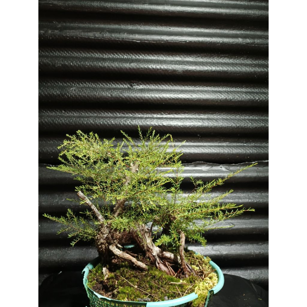 Bahan cucur atap subur