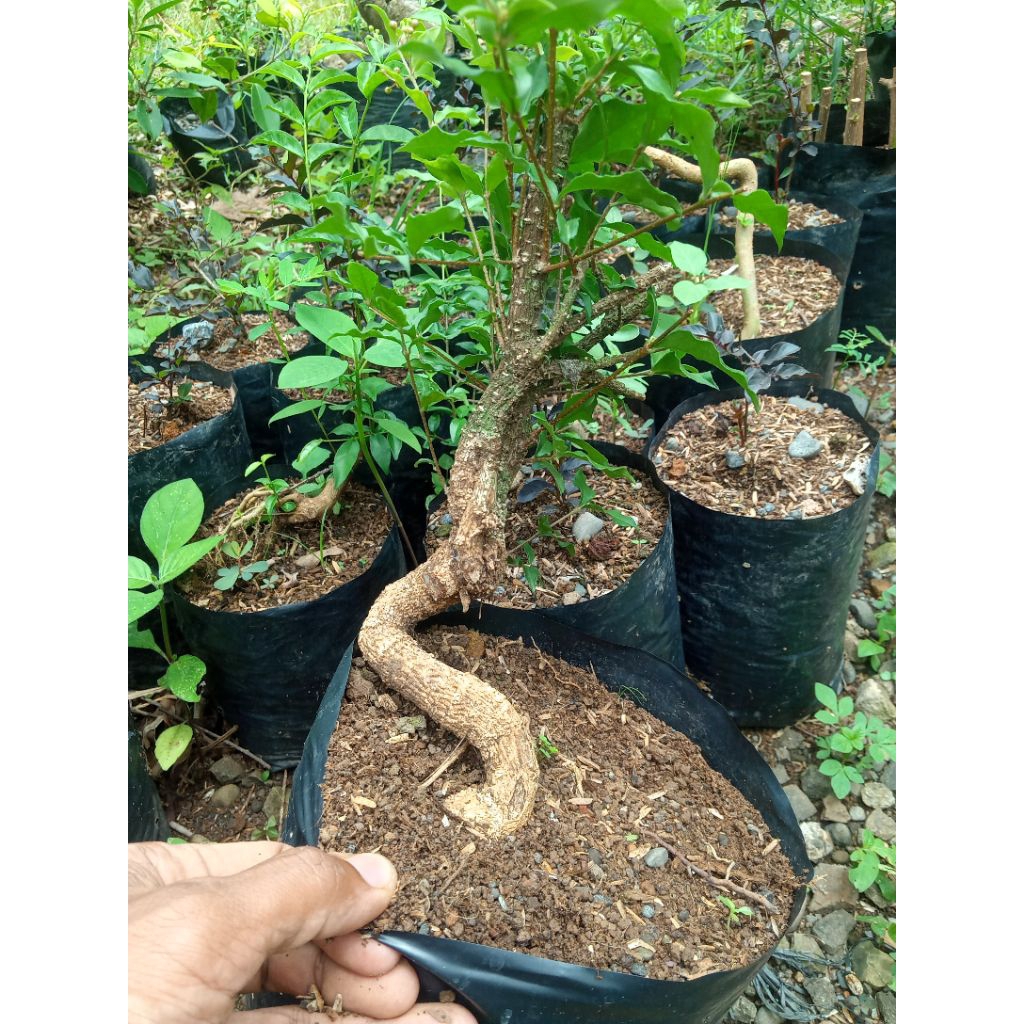 Kyoolaa Bonsai Unik Meliuk Sakura Mikro Jepang