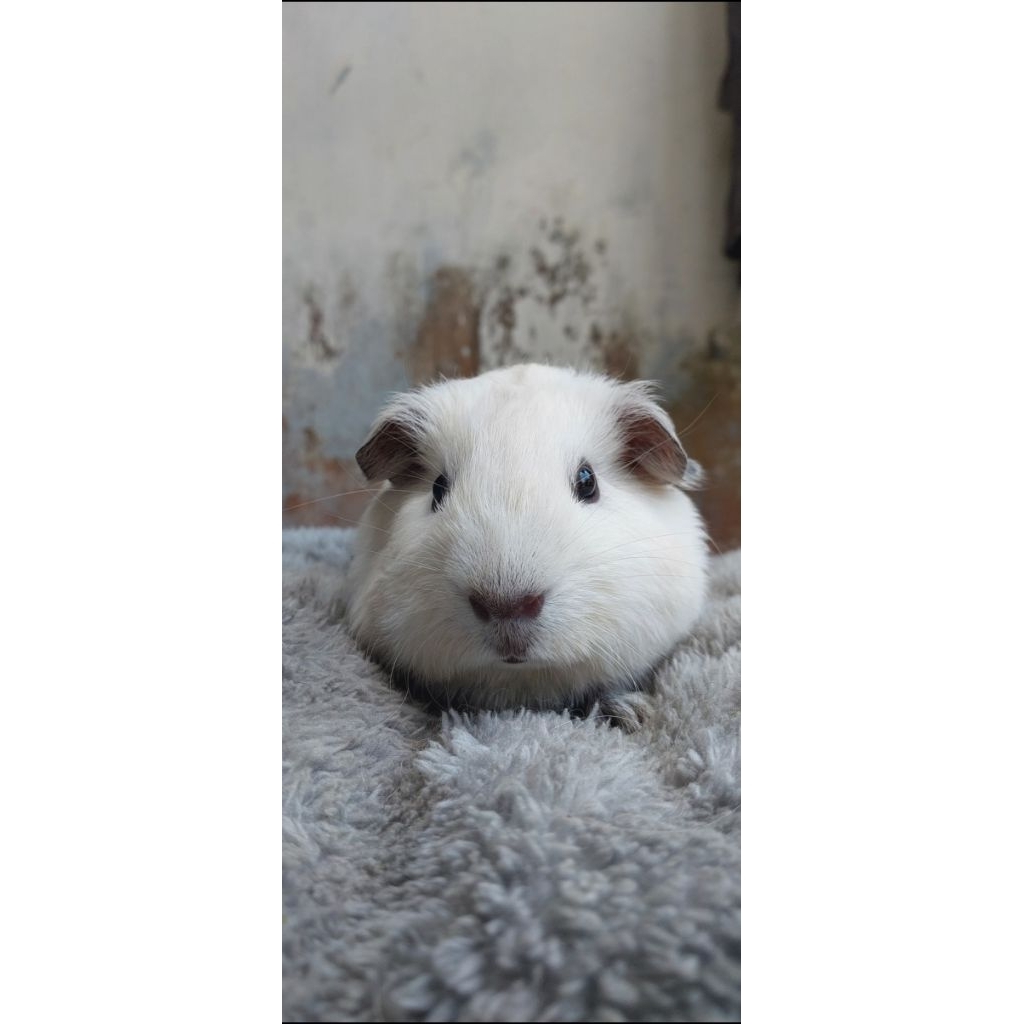 Marmut Hias American California GuineaPig Lucu