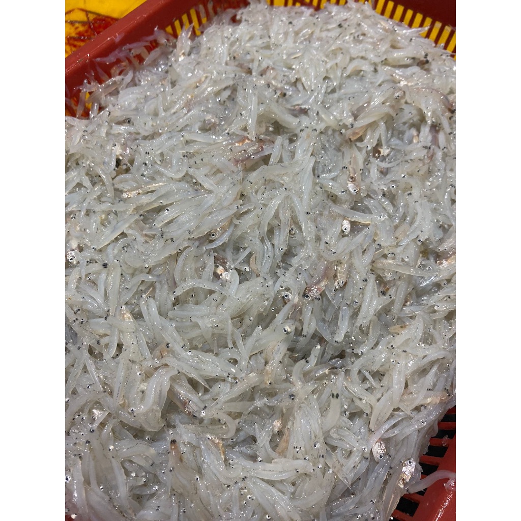 Teri Nasi / Teri Medan / Teri Nasi Basah / Teri Nasi Segar 1/4kg / Teri Nasi 1/2kg / Teri Nasi Segar