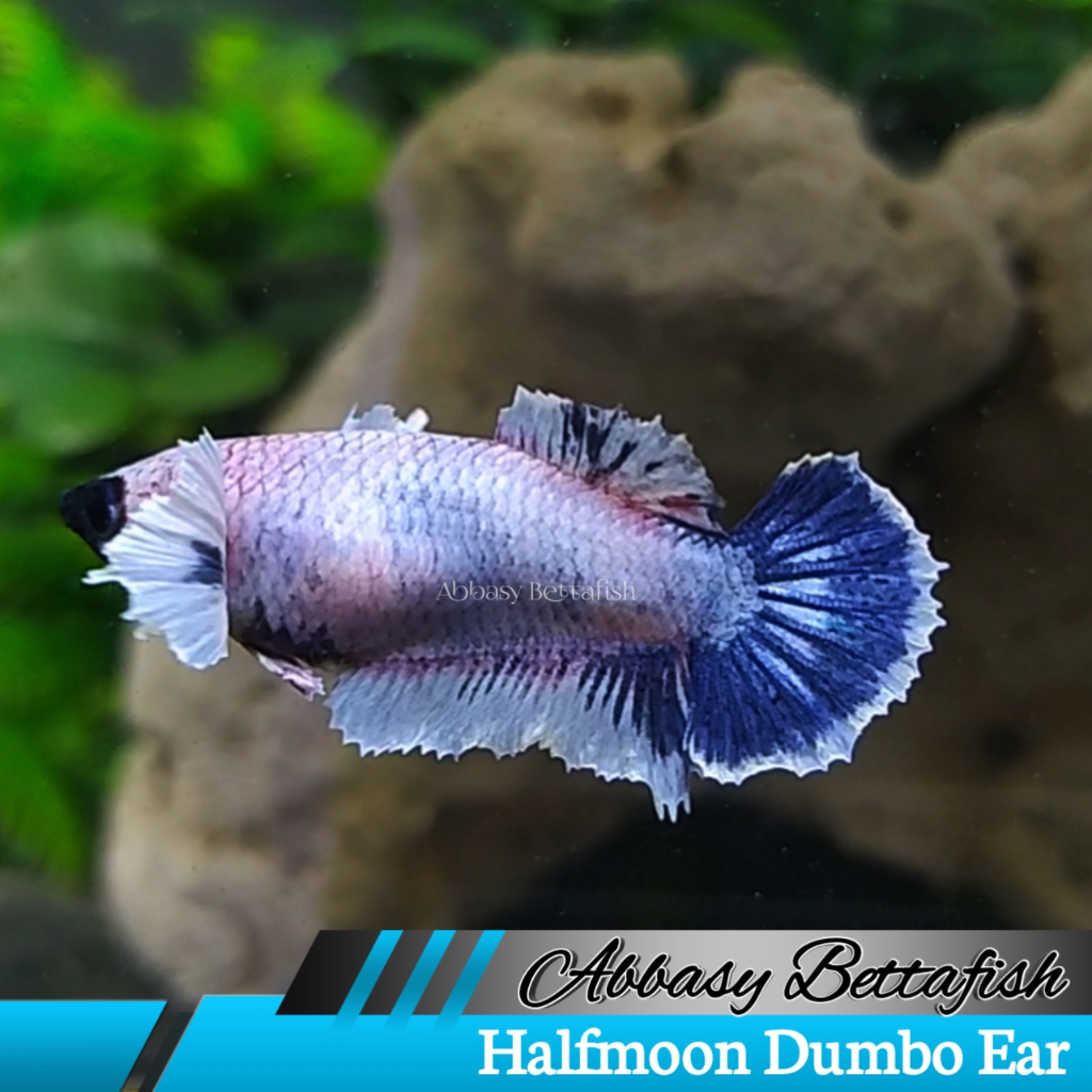 Halfmoon Dumbo Ear Candy Multi Female Real Picture