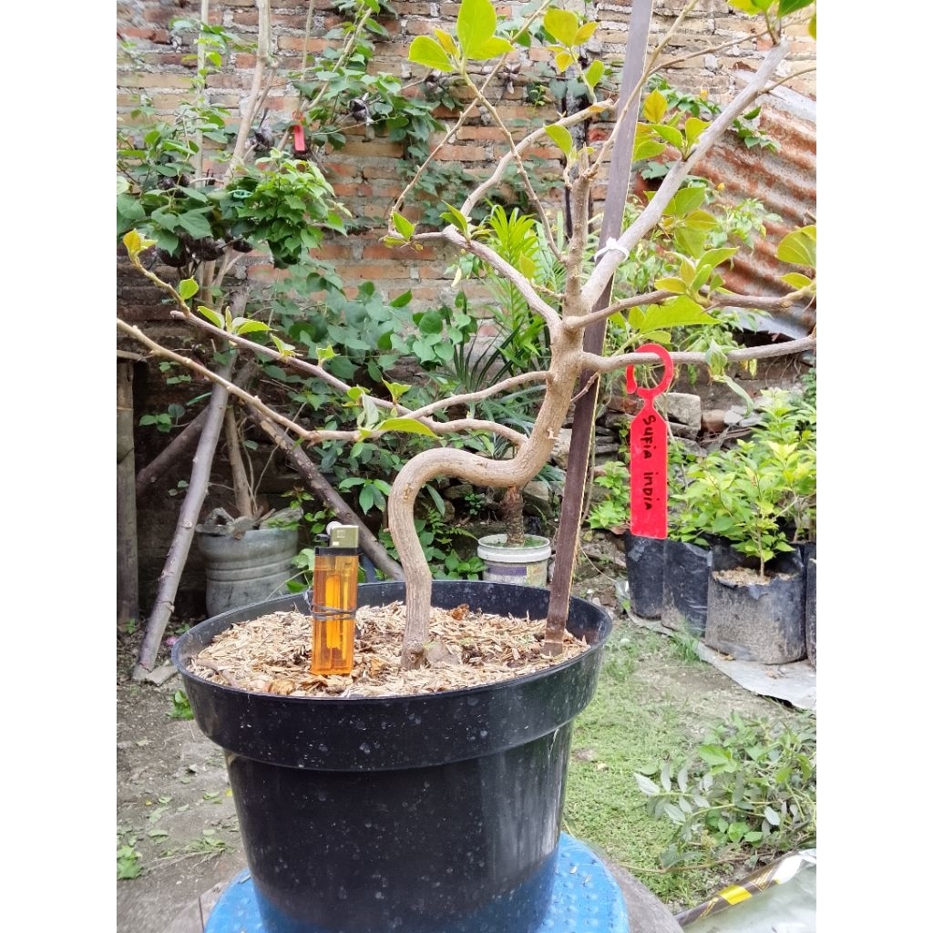 BUGENVIL SUFIA INDIANA 2