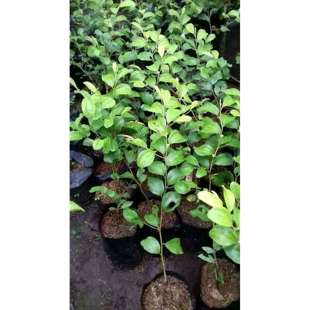 bibit buah apel futsa
