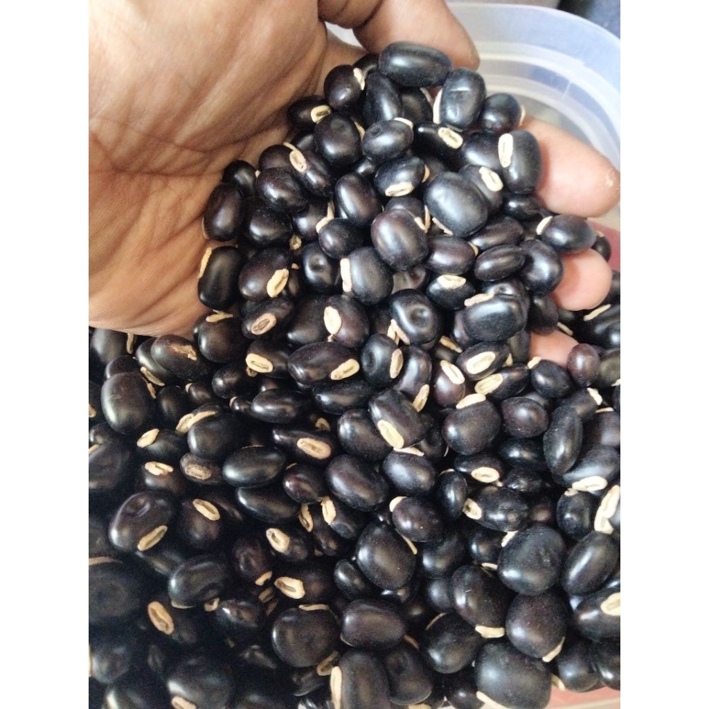 Benih Mucuna bracteata (Mb) Lokal