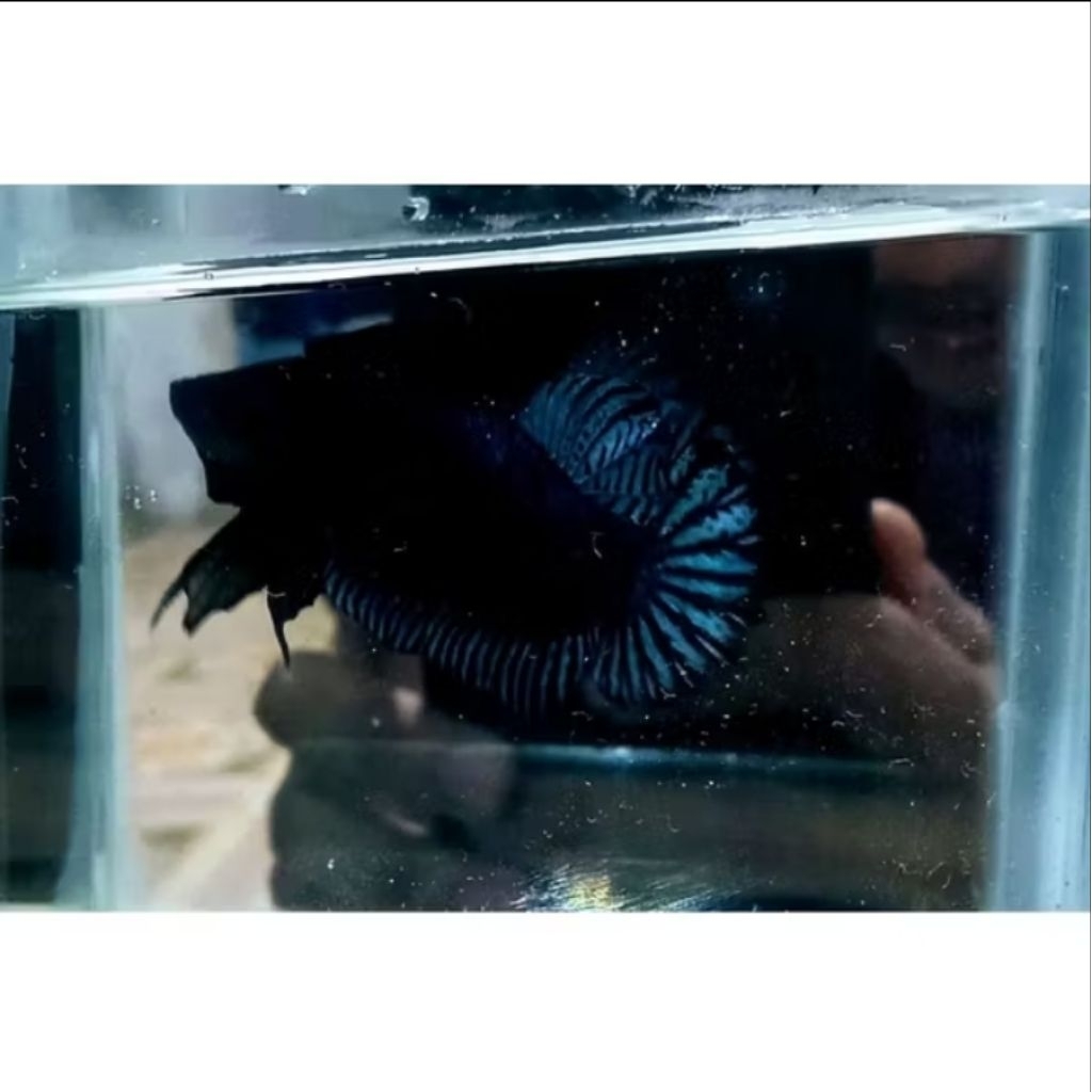 IKAN CUPANG BAGAN IKAN ADUAN/HIAS BERKUALITAS