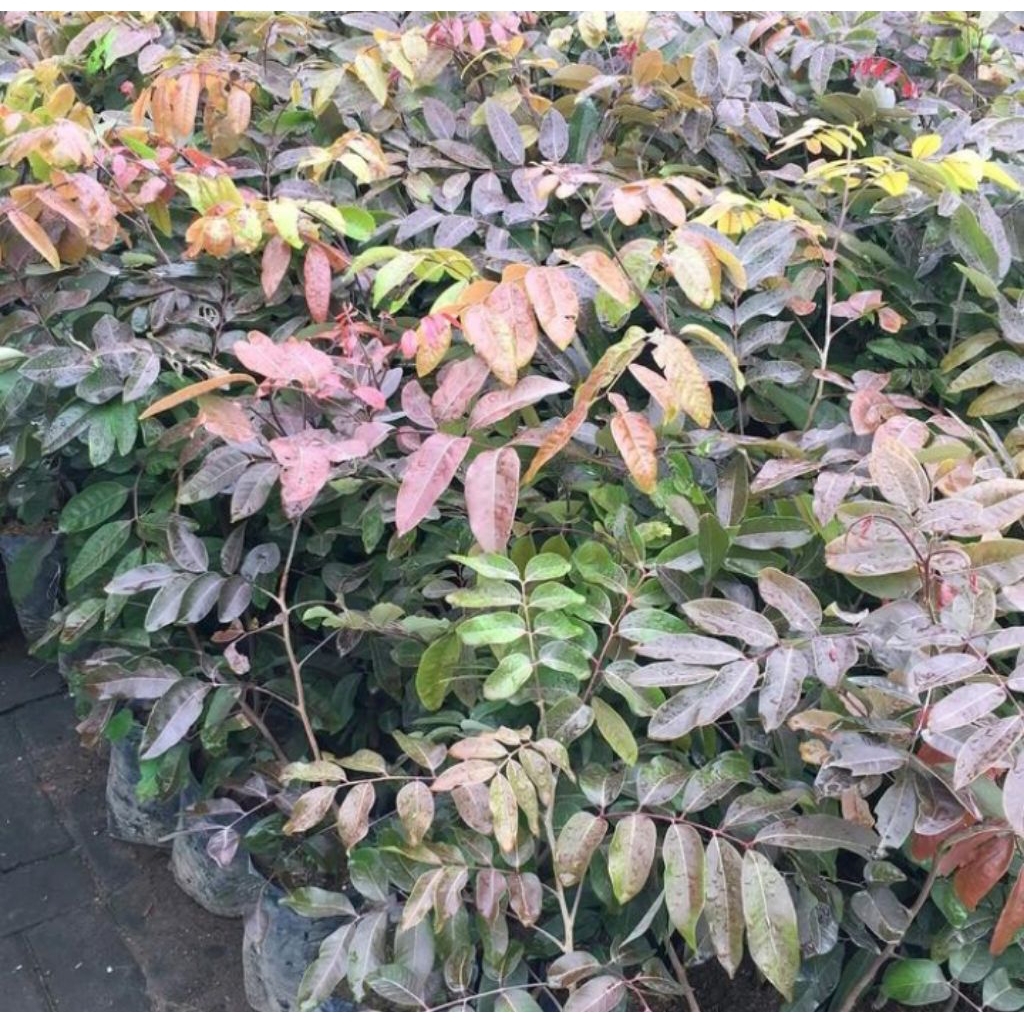 TANEMAN POHON BUAH KELENGKENG MERAH UKURAN BESAR DI JAMIN SUDAH BERBUAH DAN RIMBUN SEPERTI YANG DI G