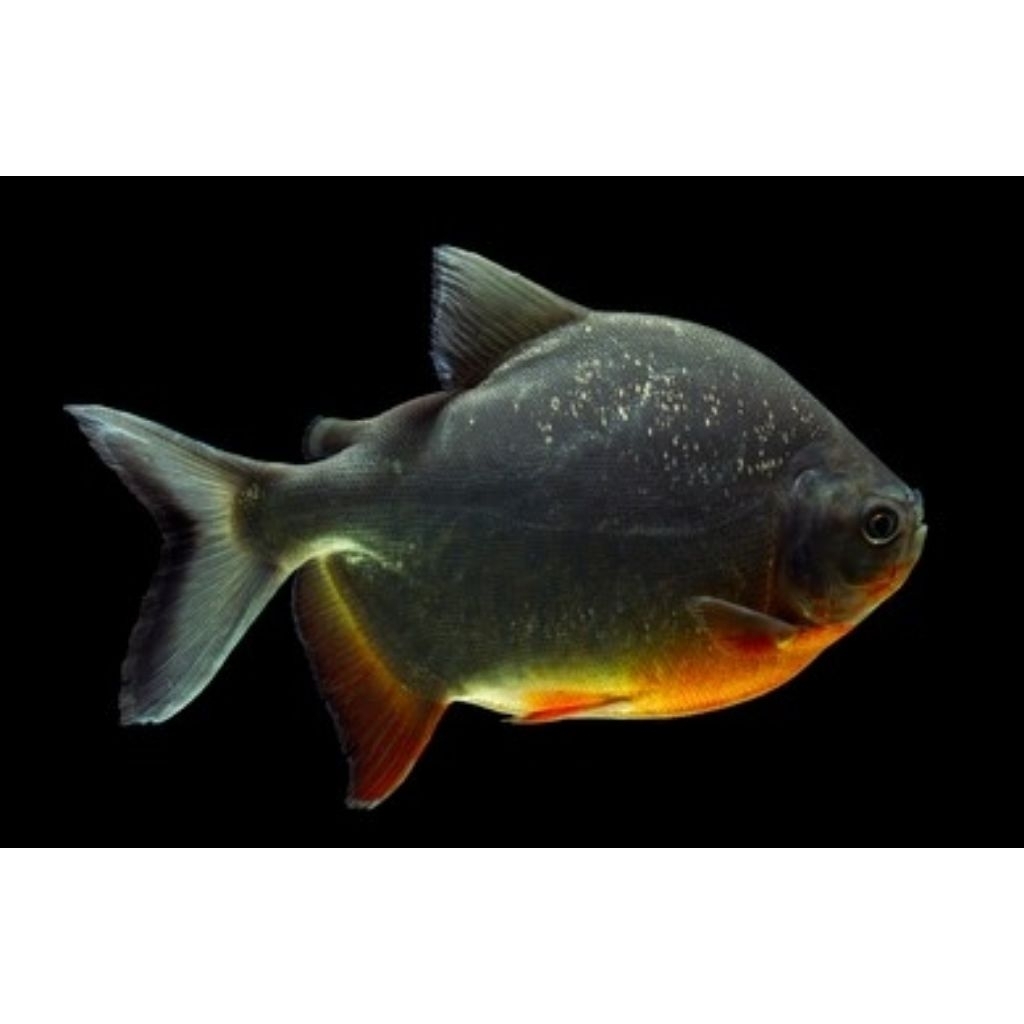 black pacu (size 5-6jari)